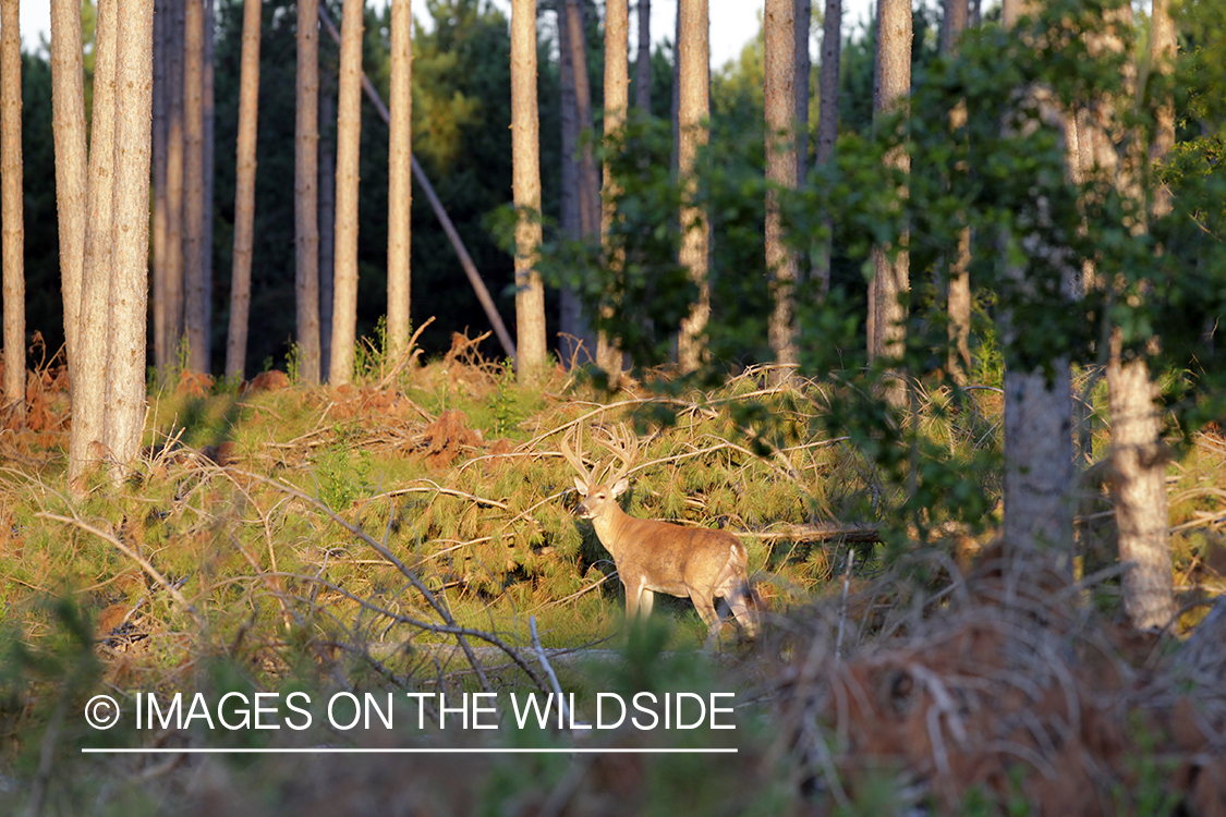 White-tailed buck in velvet.  