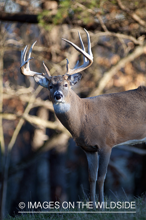 White-tailed buck in habitat. 