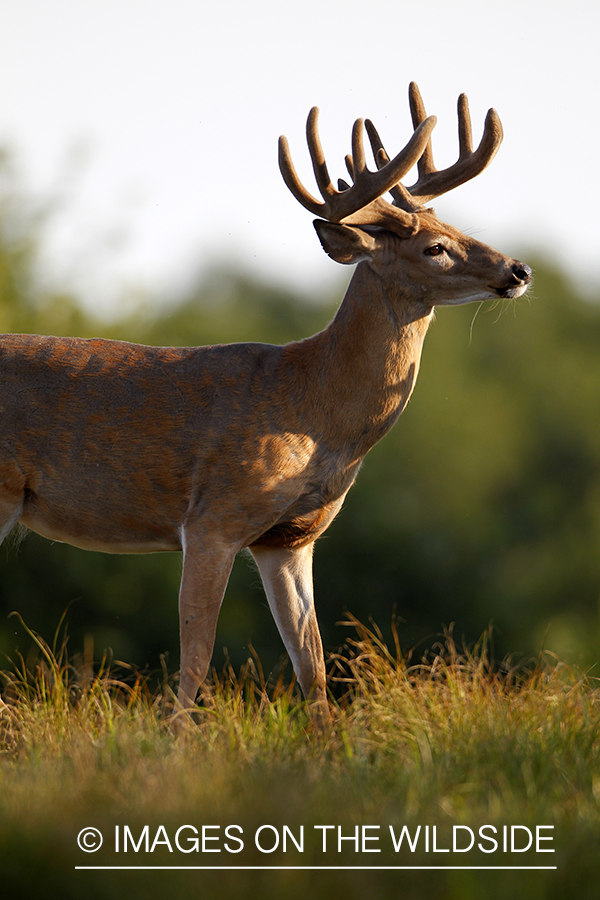 White-tailed buck in velvet.  