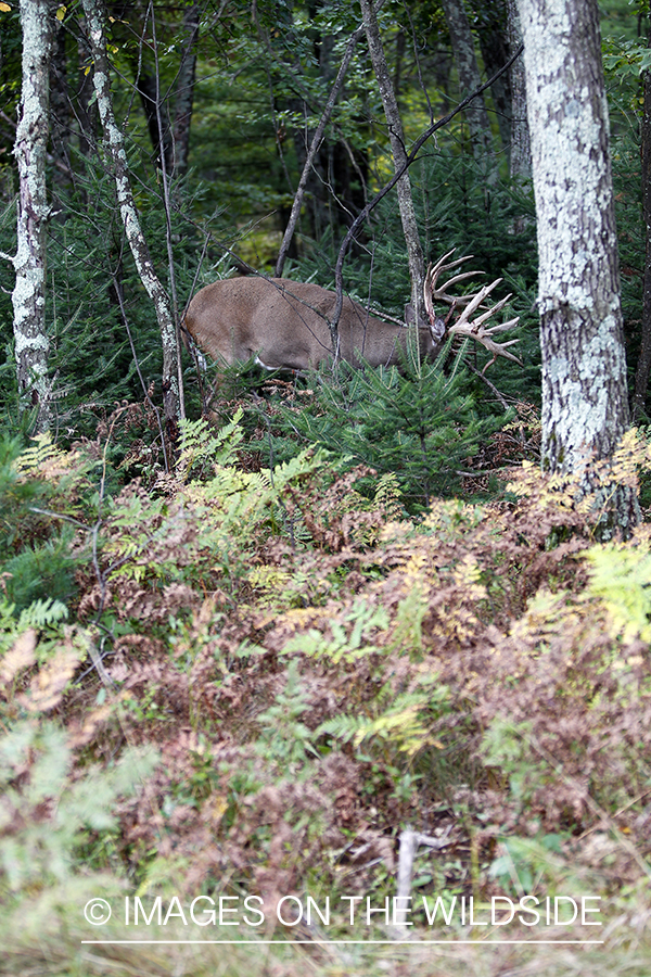 White-tailed buck in habitat.  