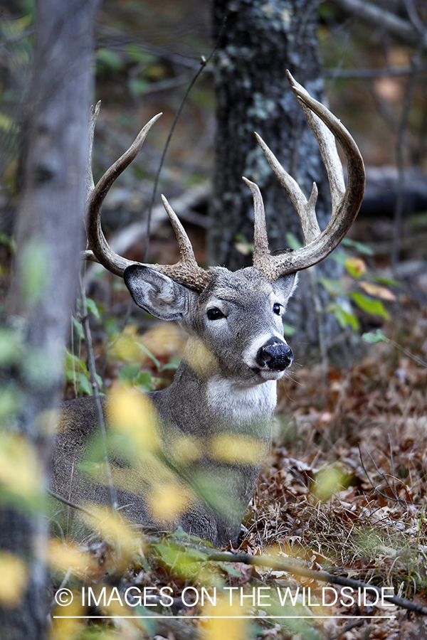 White-tailed buck in habitat. 