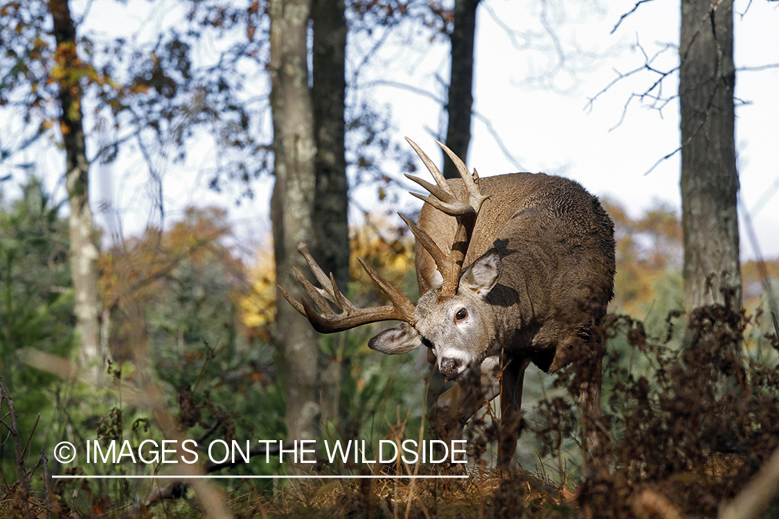 White-tailed buck in habitat. 