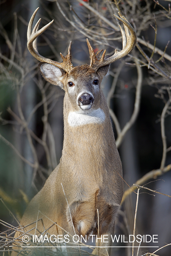 White-tailed buck in habitat. 