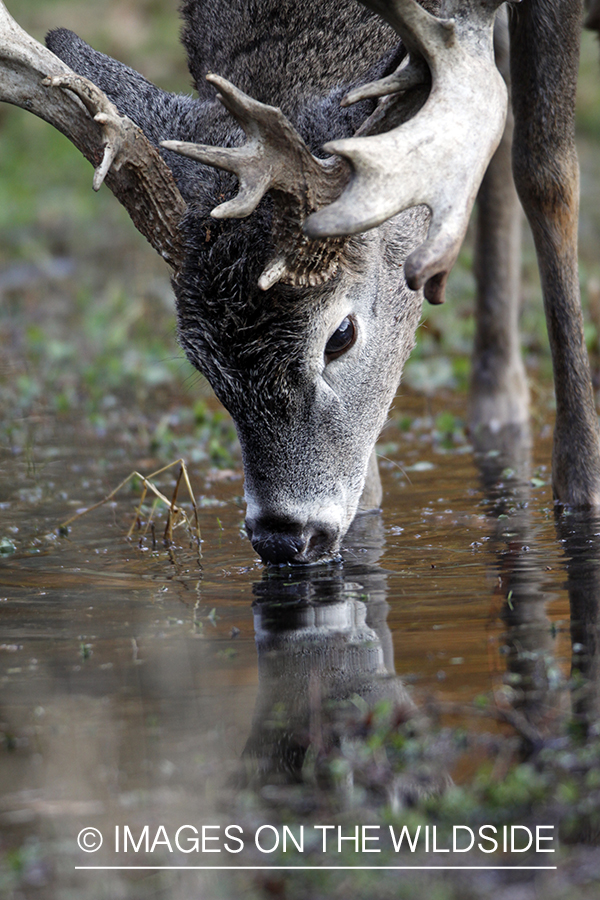 White-tailed buck drinking from stream. 