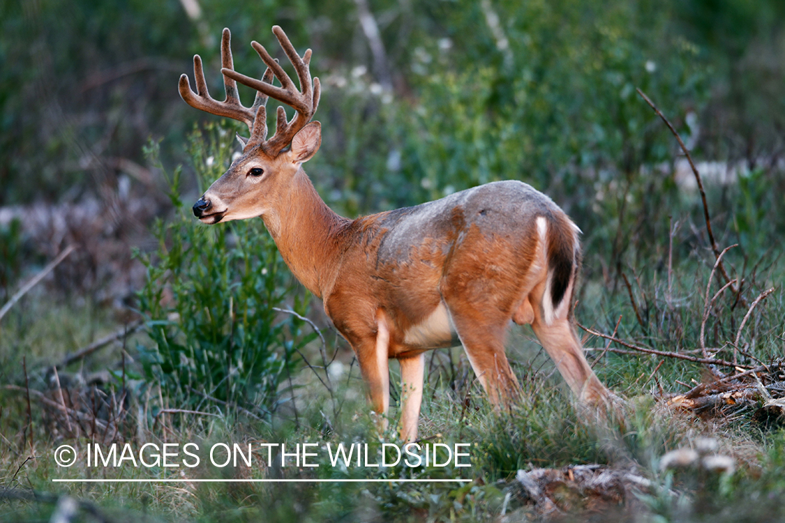 White-tailed buck in velvet.