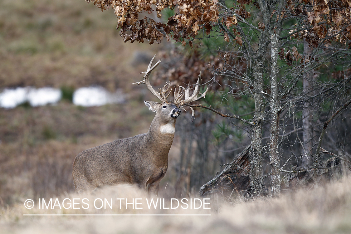 White-tailed buck scent marking branch.