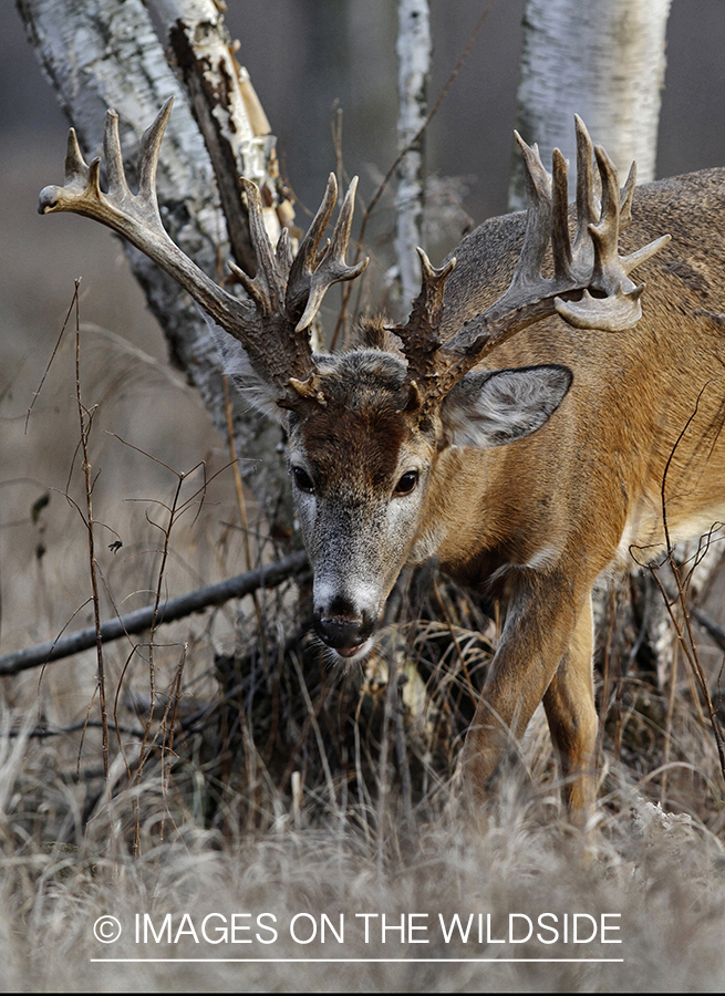 White-tailed buck in habitat.