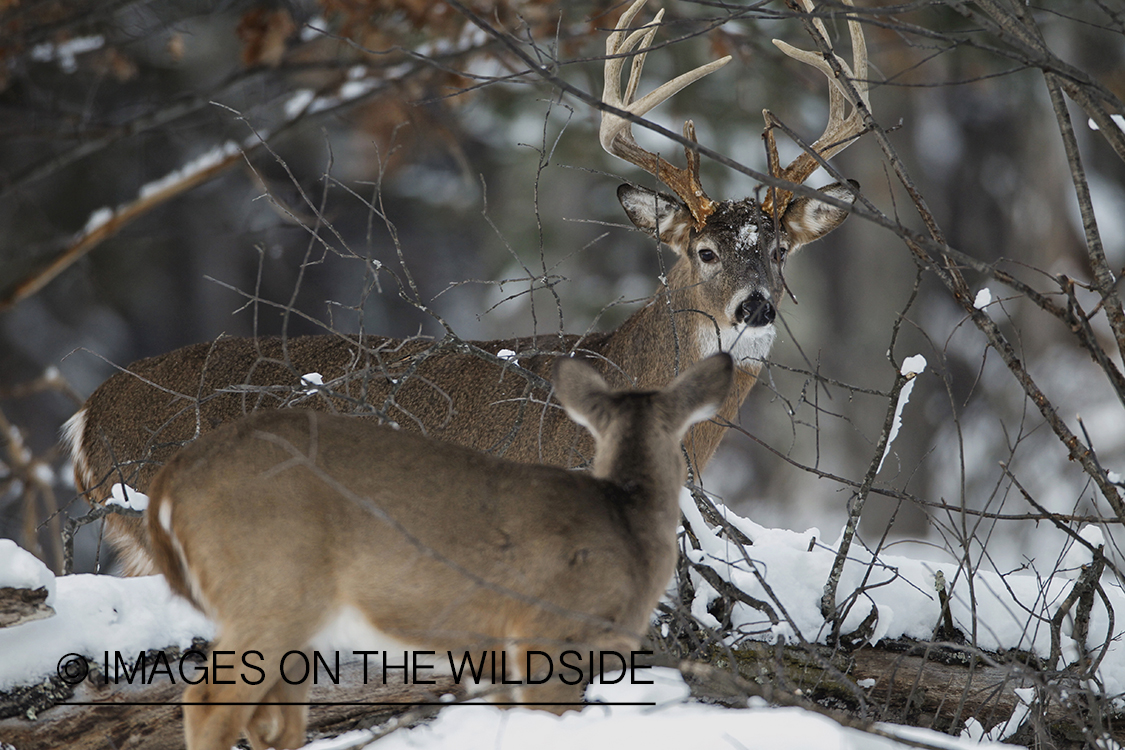 White-tailed buck and doe in winter habitat.