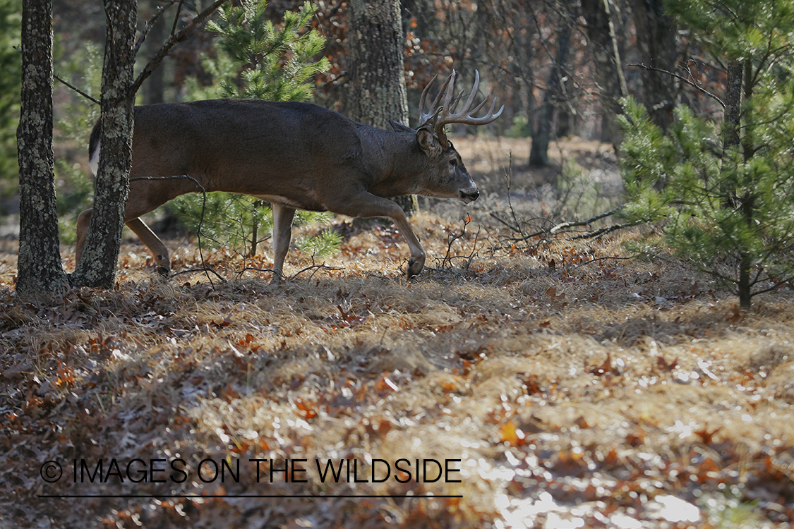 White-tailed buck displaying aggressive behavior.