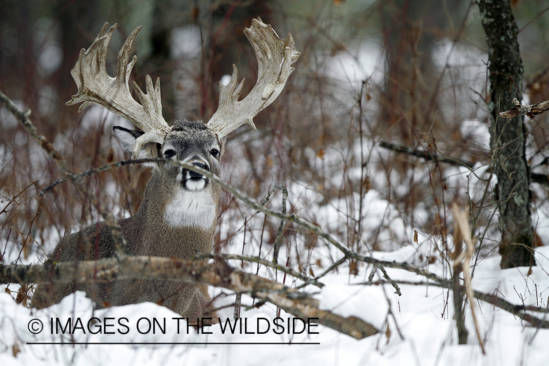 White-tailed buck in winter habitat.