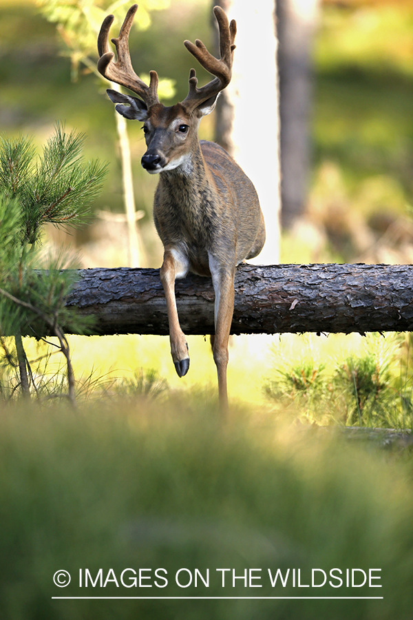 White-tailed buck in habitat.