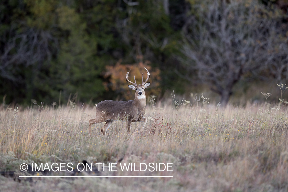 White-tailed buck in habitat. 