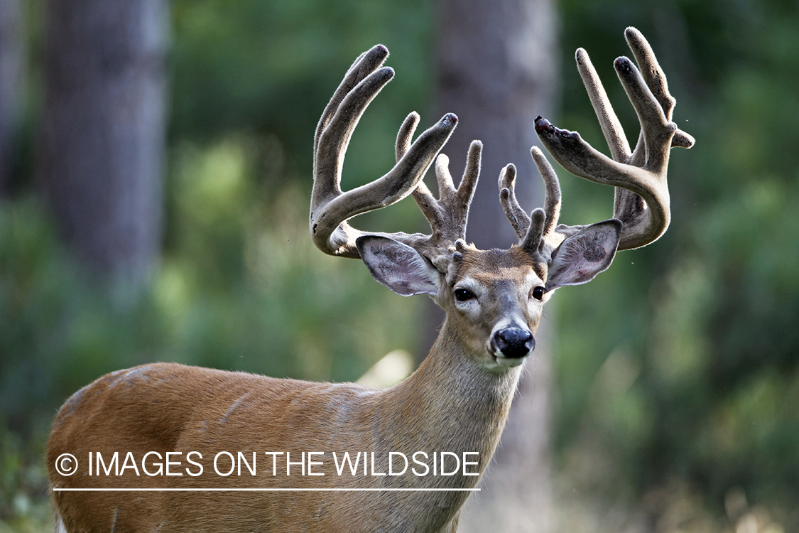 White-tailed buck in velvet.