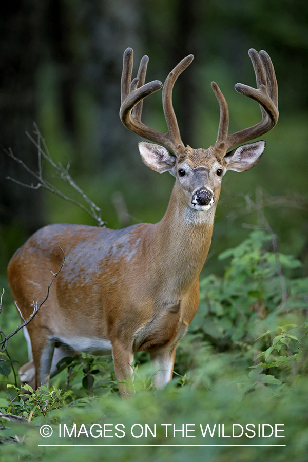 White-tailed buck in velvet.