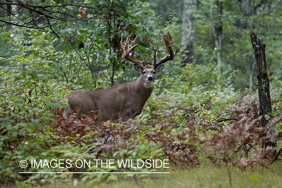 White-tailed buck in habitat.