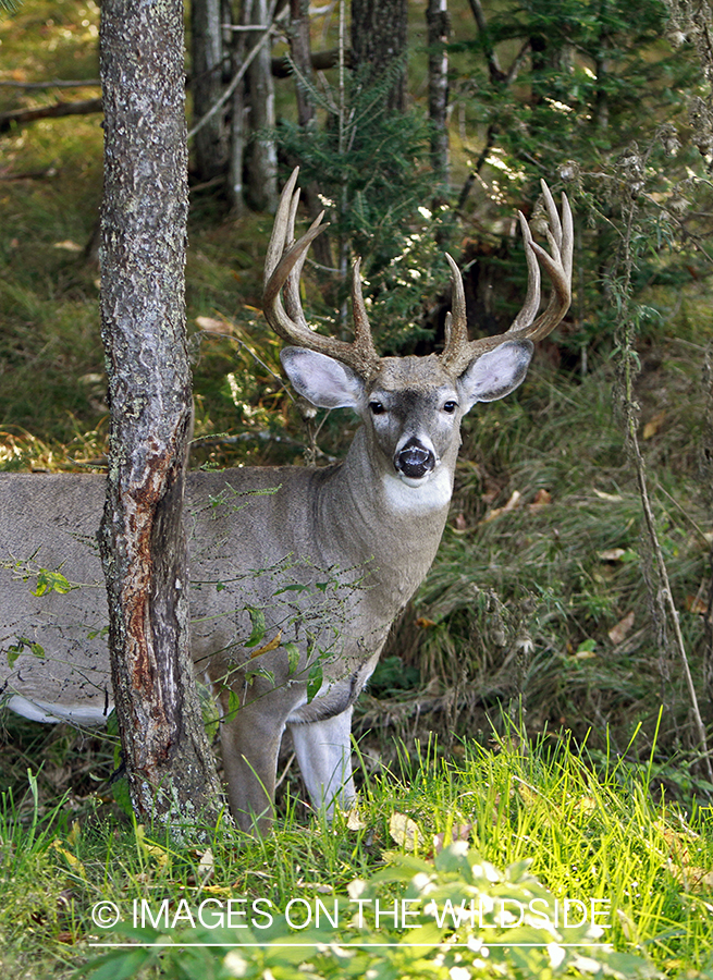 White-tailed buck in habitat.