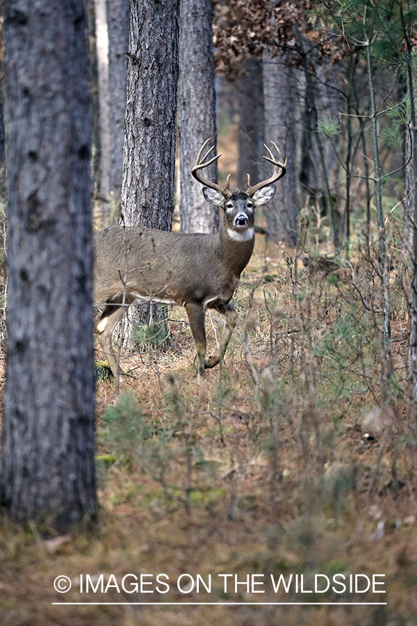 White-tailed buck in habitat.