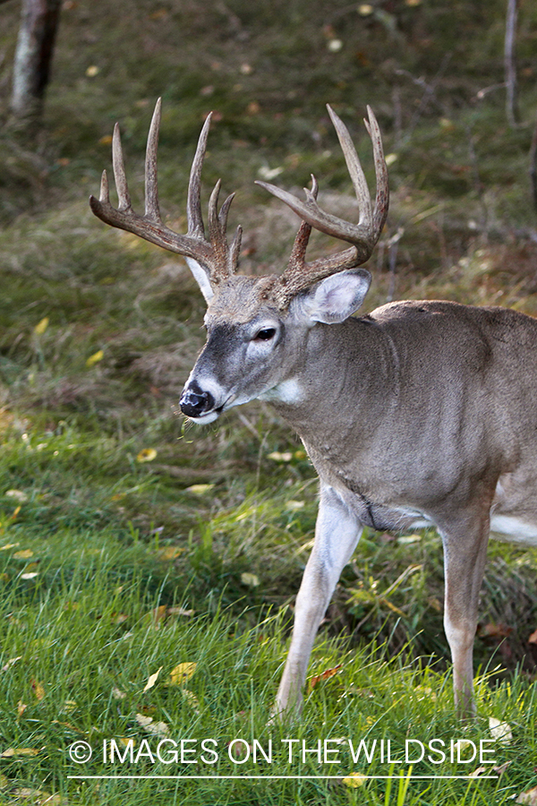 White-tailed buck in habitat.