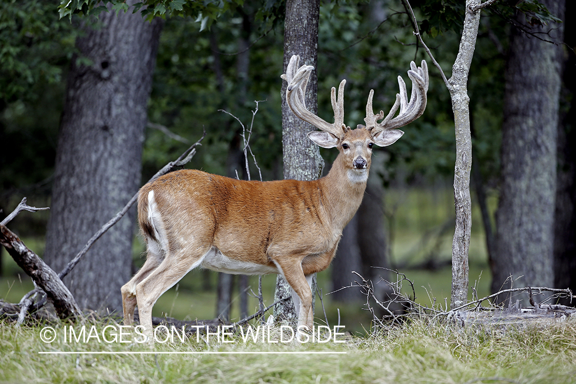 White-tailed Buck in Velvet.