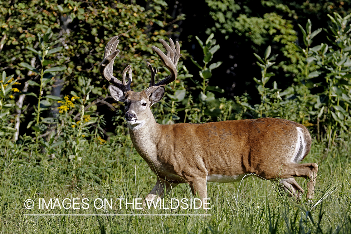 White-tailed buck in Velvet.