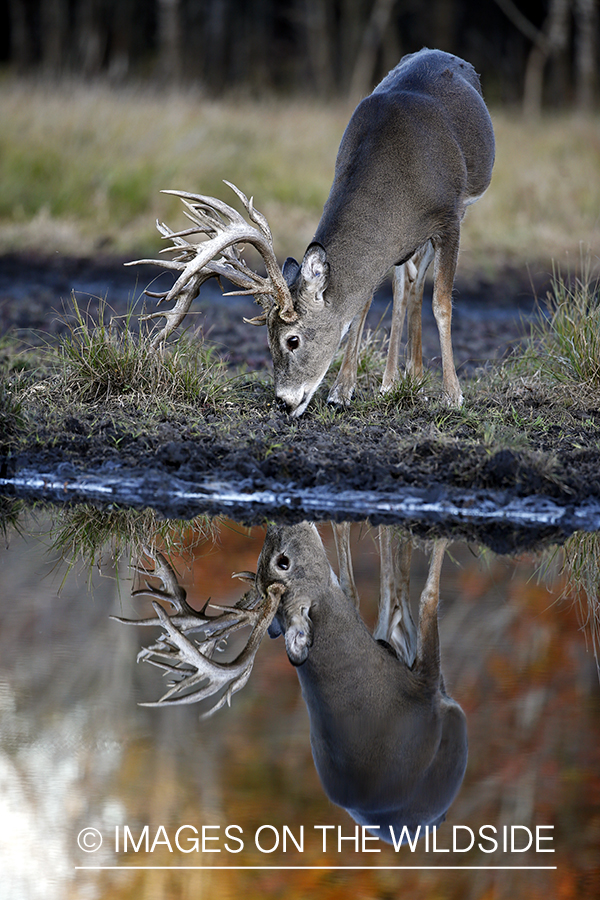 White-tailed buck with reflection in water.