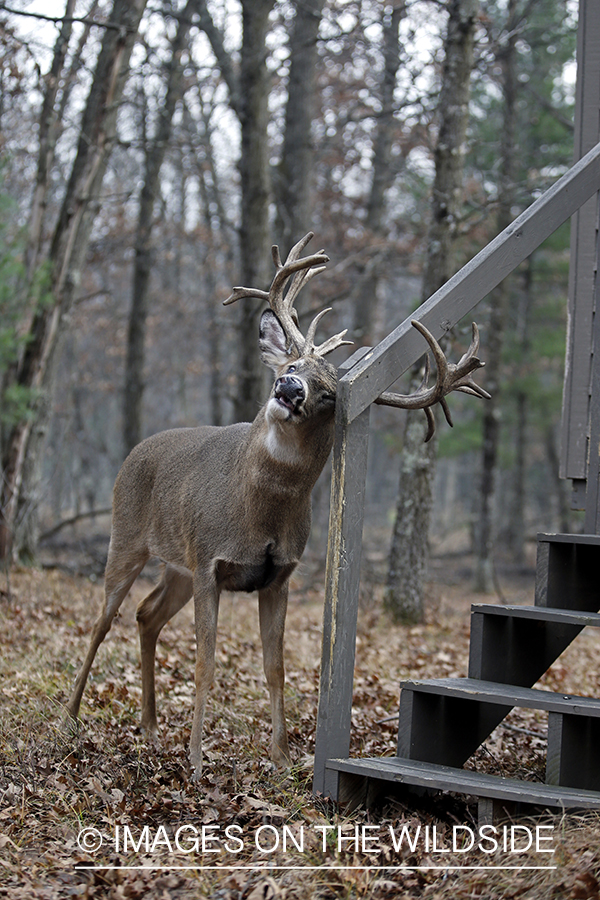 White-tailed buck rubbing on stairway at hunting.