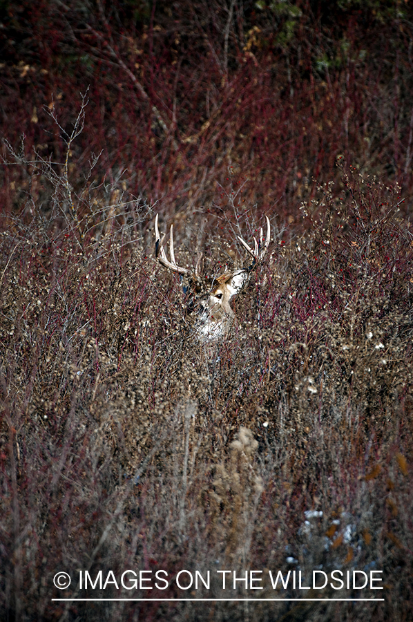 White-tailed buck in habitat.