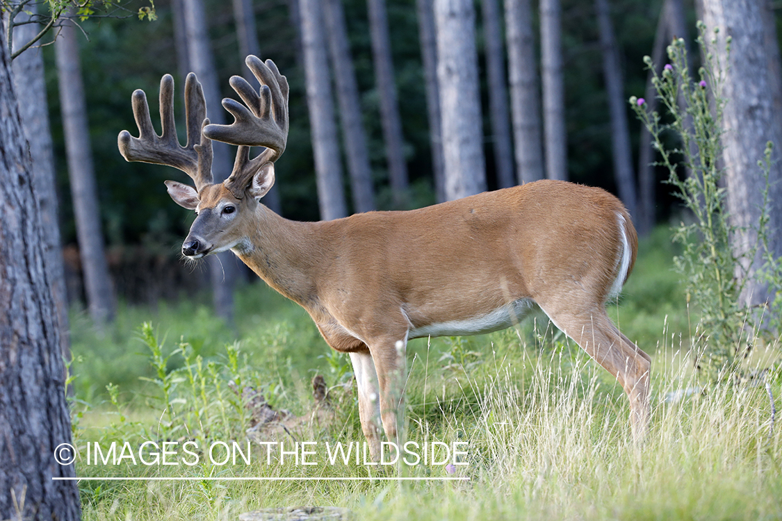 White-tailed buck in velvet.