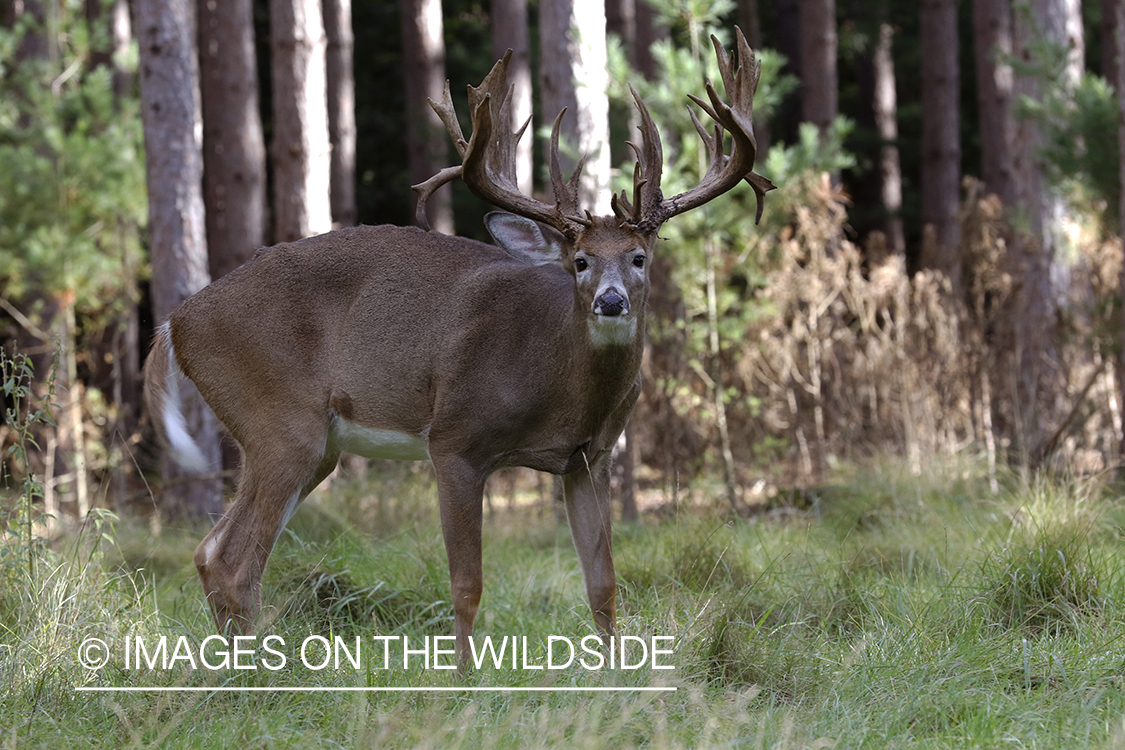 White-tailed buck in field.