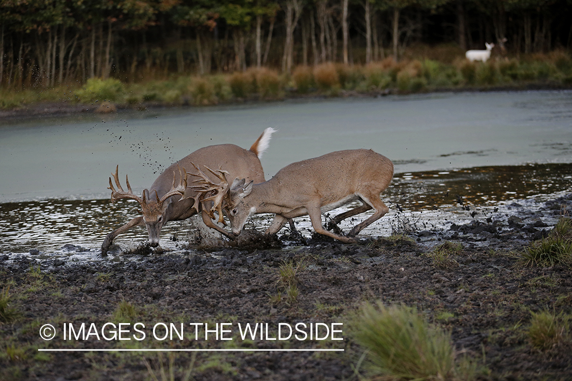 White-tailed bucks fighting during rut.