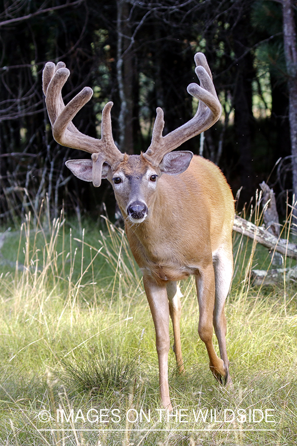 White-tailed buck in field.