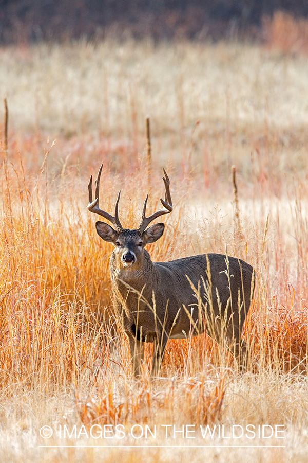 White-tailed buck in field.