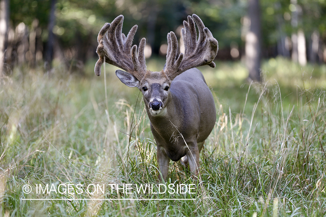 White-tailed buck in Velvet.