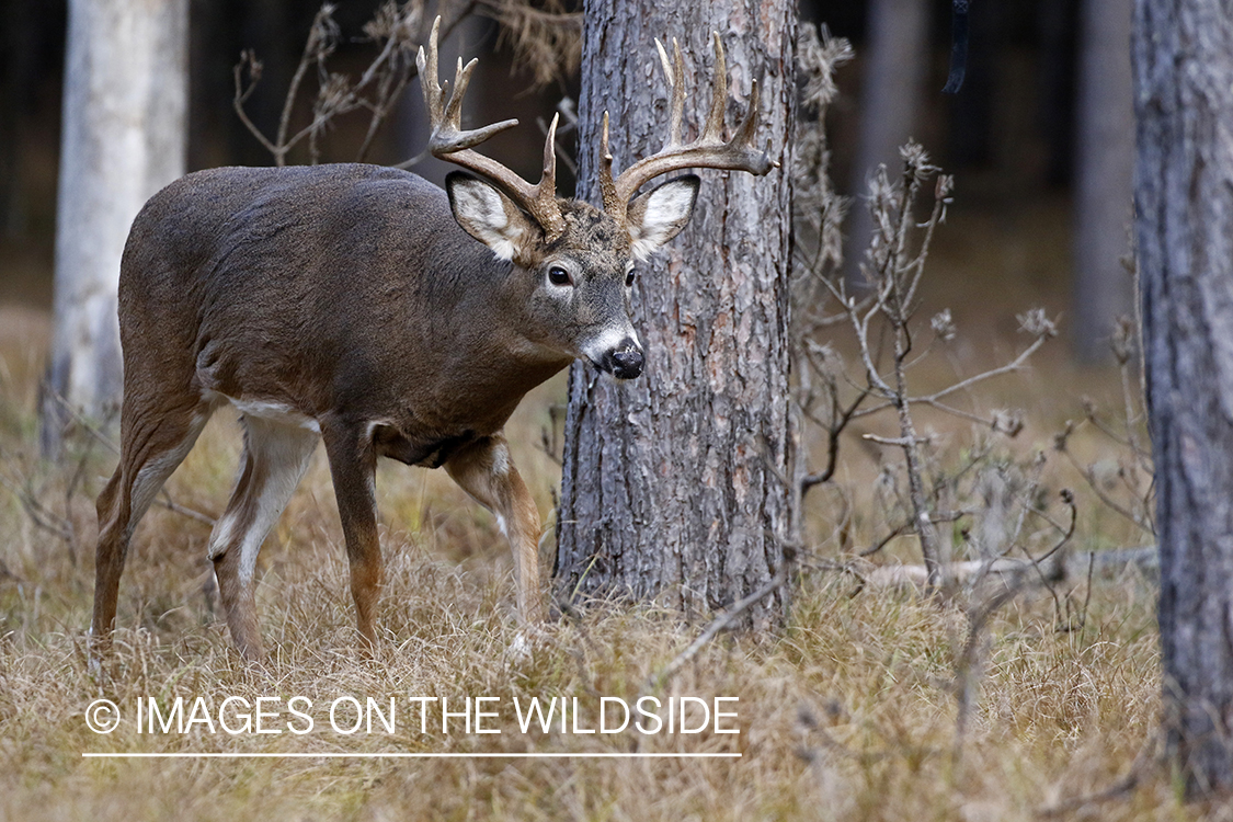 White-tailed buck in the rut.