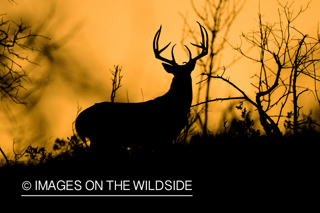 Silhouette of white-tailed buck.