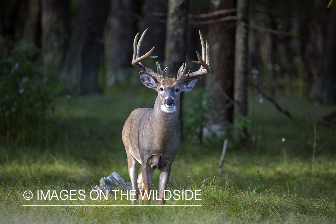 White-tailed buck in the Rut.