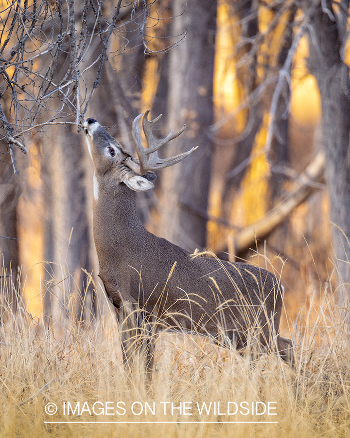 White-tailed buck sniffing.