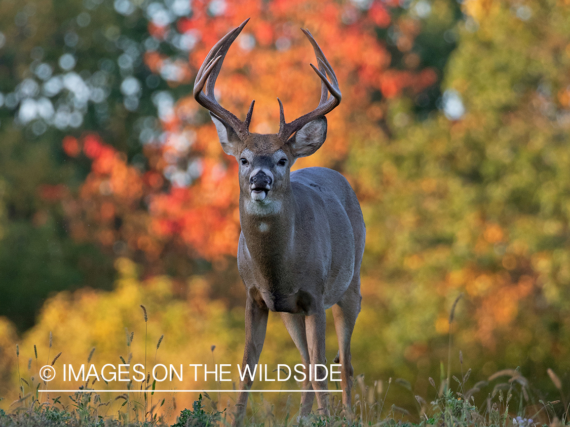 White-tailed deer in field.