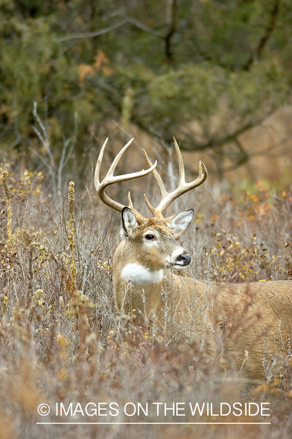 White-tailed buck in thick forest.