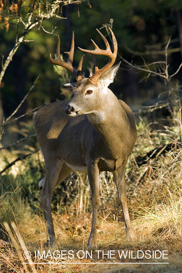 White-tailed deer in habitat