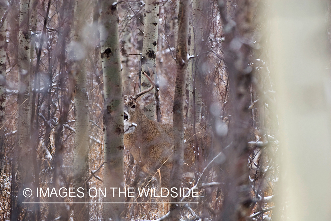 Whitetail Buck