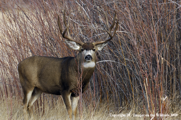 Mule buck in habitat.