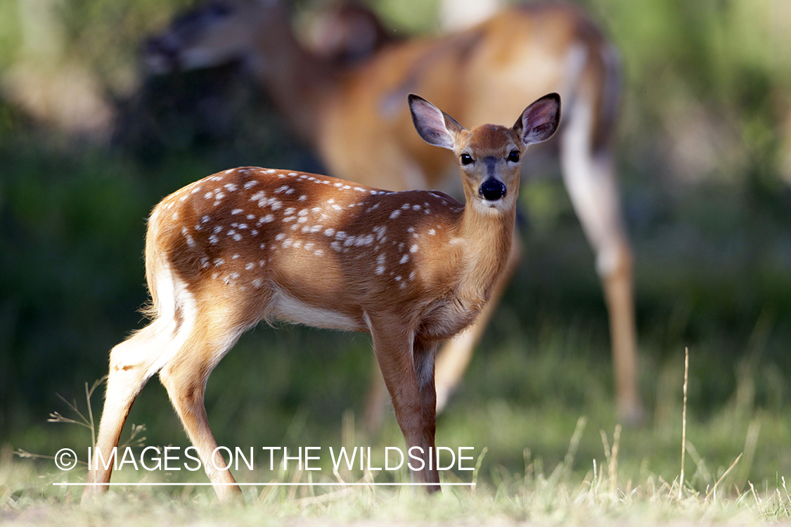 White-tailed fawn in habitat. 