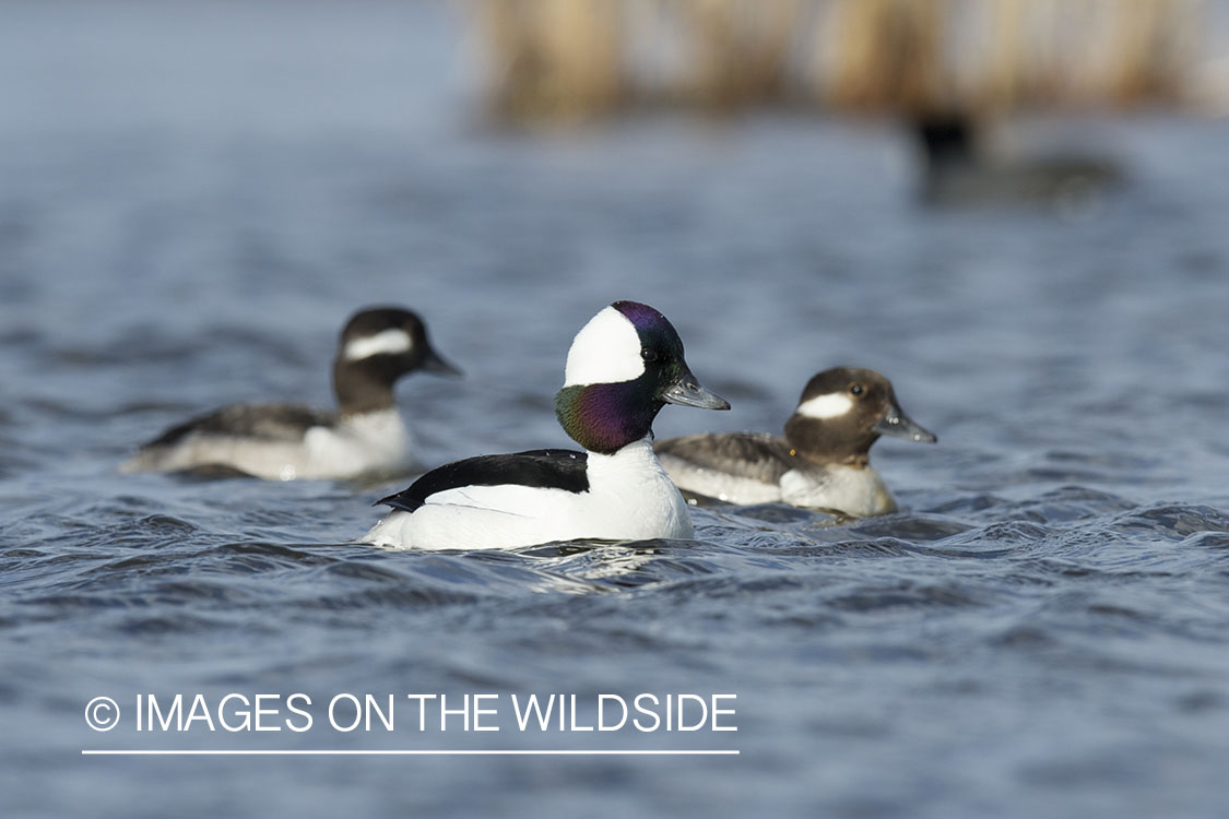 Bufflehead ducks in habitat.