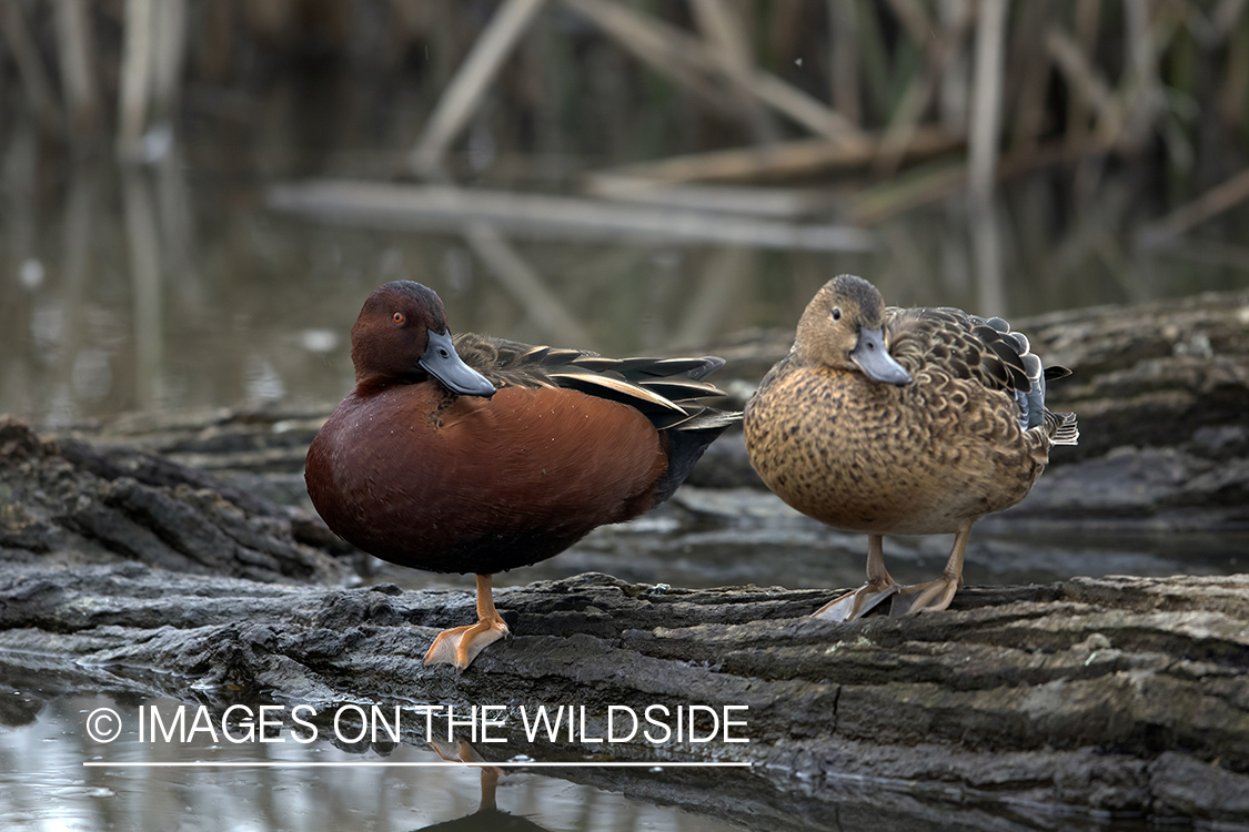 Cinnamon Teals sitting on log.