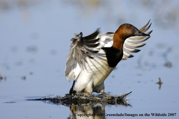 Canvasback duck