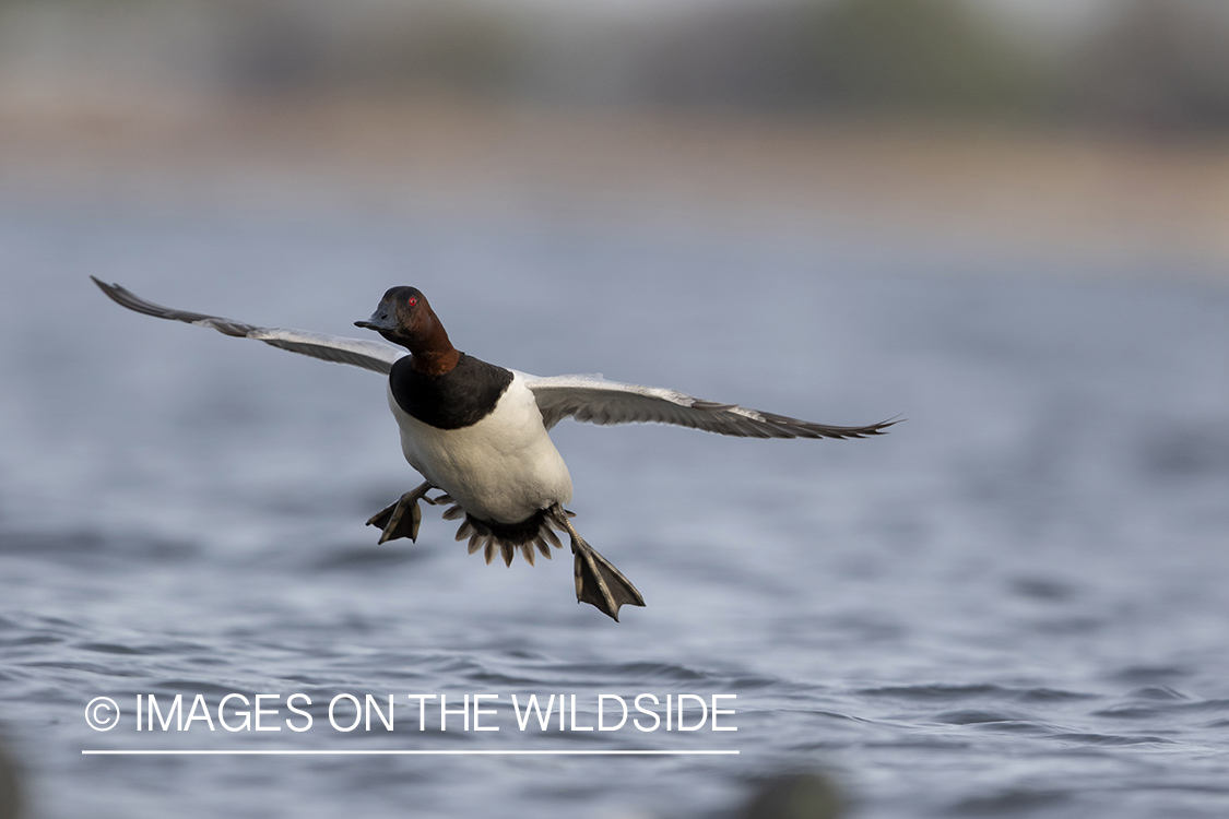 Canvasback in flight.