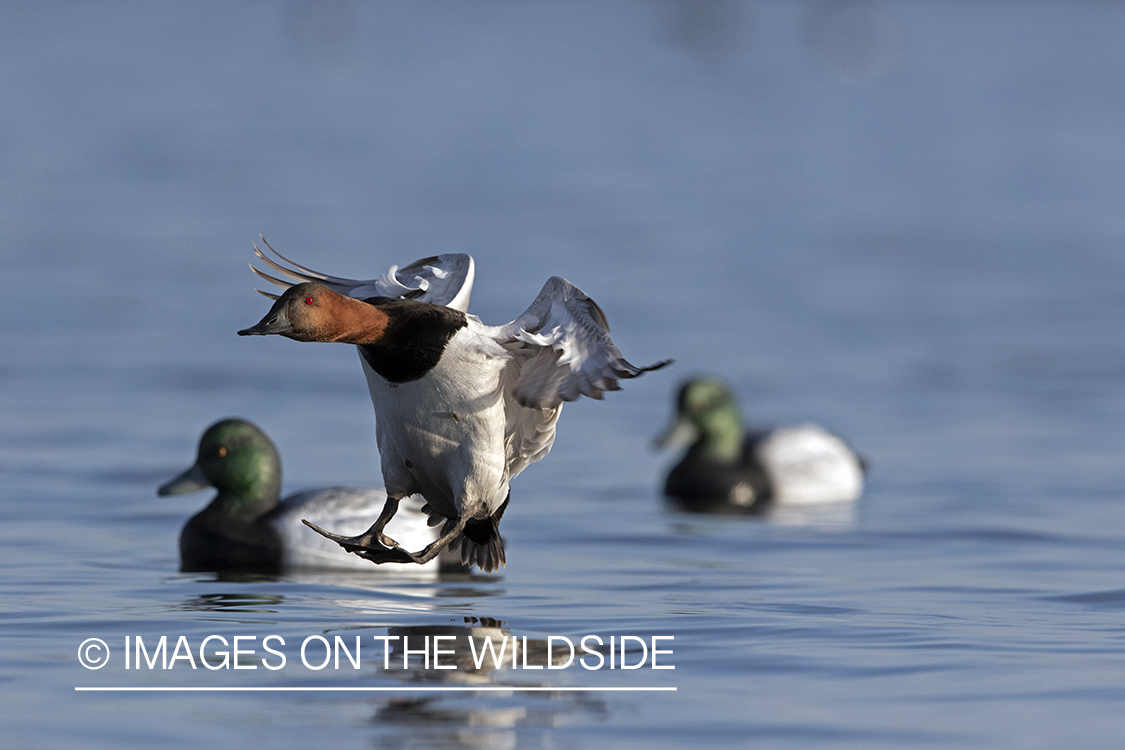 Canvasback in flight.