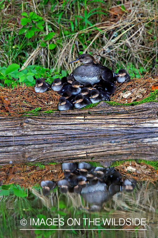 Hooded Merganser with young.