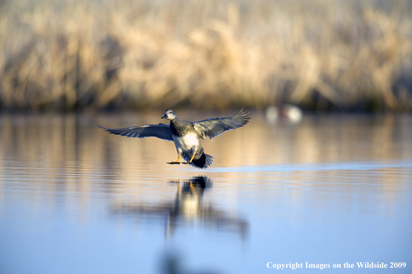 Gadwall duck landing